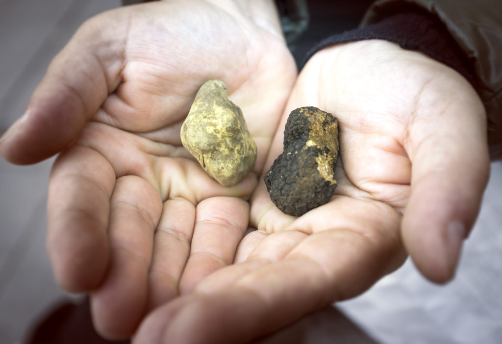 Close up of two specimens of white and black truffles, a typical product of the land of the Langhe wine region in Piedmont (Northern Italy) UNESCO World Heritage Site since June 2014.