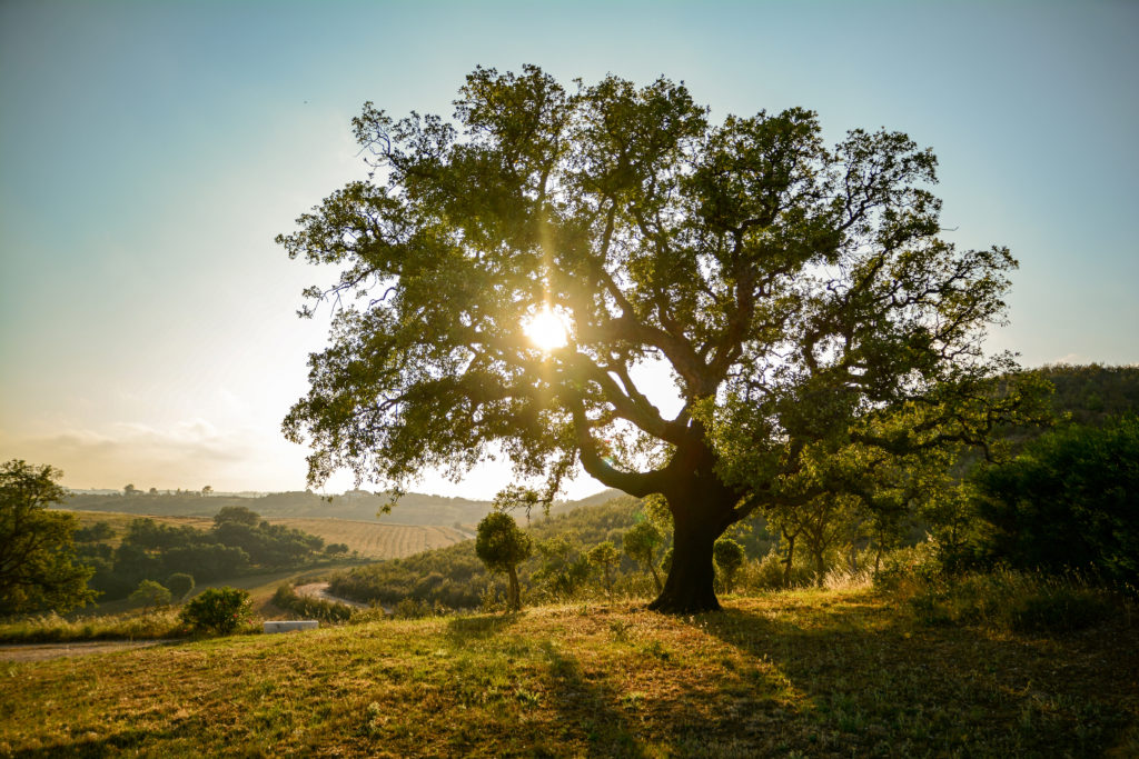 Old Cork oak tree (Quercus suber) in evening sun, Alentejo Portugal Europe